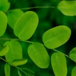 a close up of a plant